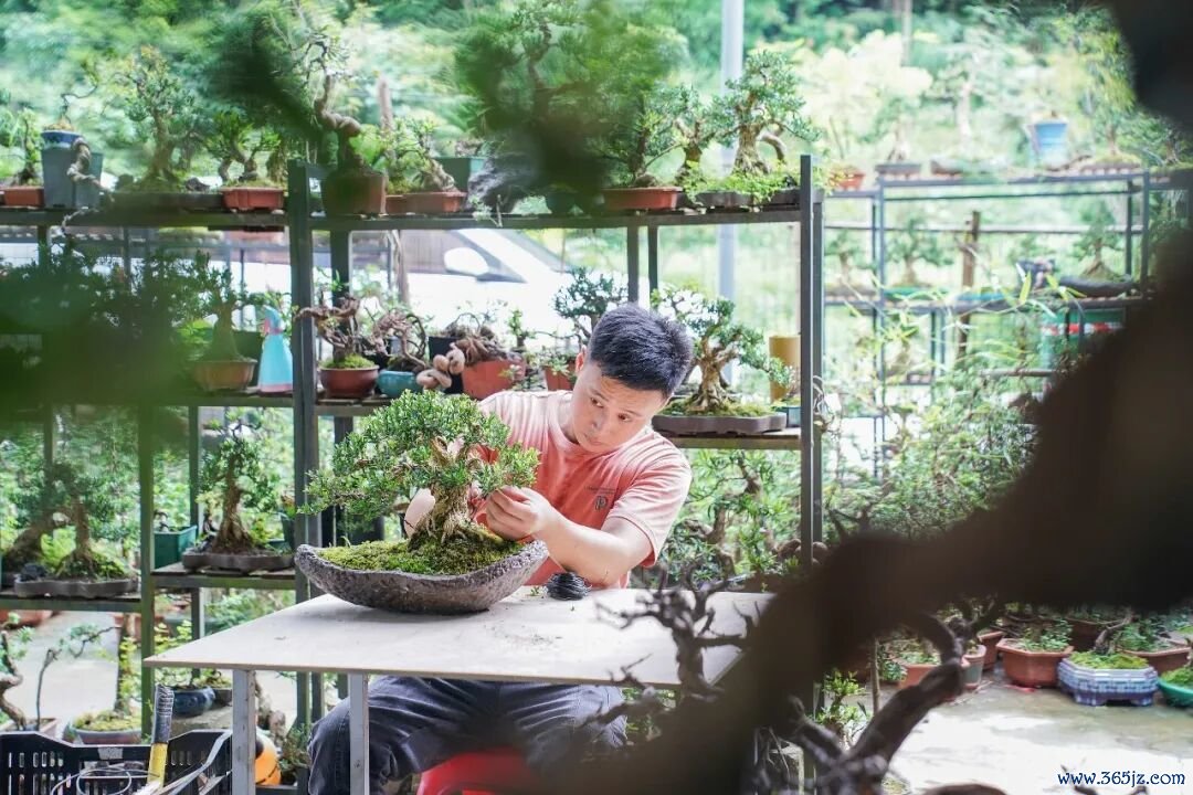 ▲90后小伙回乡打造“广西盆景第一村”（图/CFP）